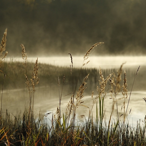 Opnieuw insecticiden aangetroffen in water bij kassengebied Bleiswijk