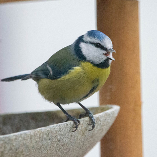 Tips: hoe help je vogels overleven in de hitte