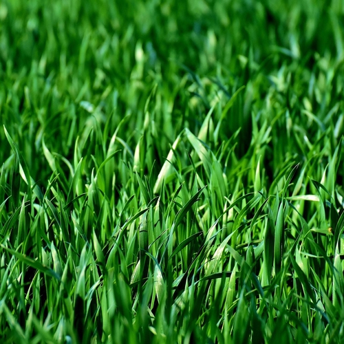 Afbeelding van Onderzoek naar gemodificeerd gras als oplossing voor CO² probleem
