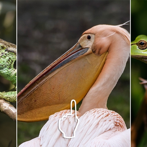 Afbeelding van Van prehistorische vogels tot dieren in de file | Nu in de Natuur