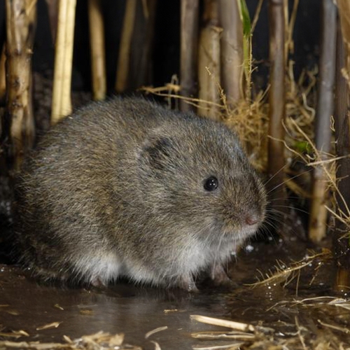 Afbeelding van Insecten en Van Gogh, woelmuis, Hilkensbergbos en andere onderwerpen