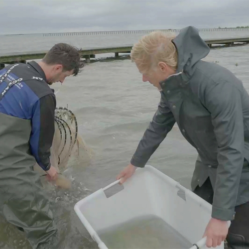 Afbeelding van Meer vis rond de Marker Wadden