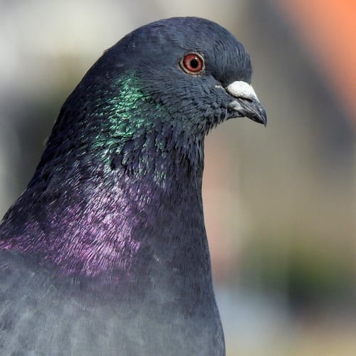 Afbeelding van Duivendrenkelingen worden gered