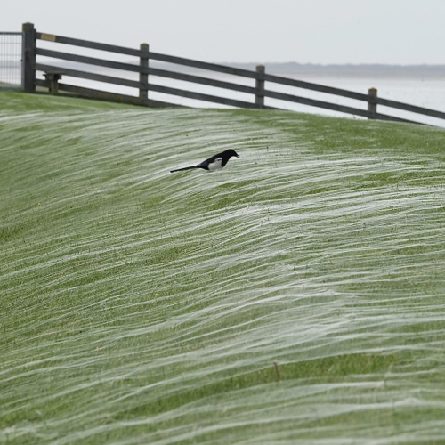 Onderzoekers: golven worden lager met beplanting aan zeedijk