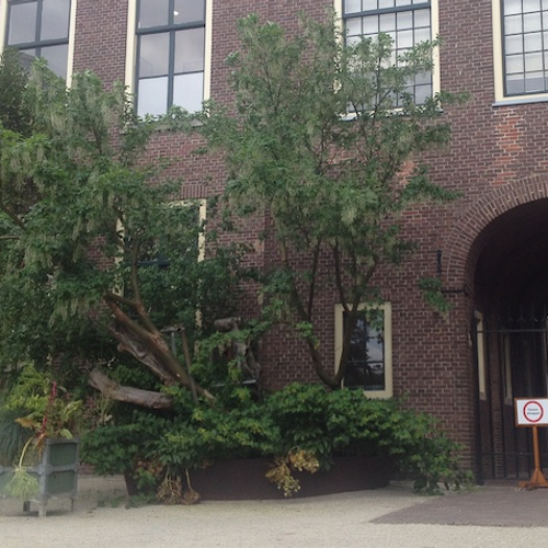 Hortus: goudenregen in Leiden
