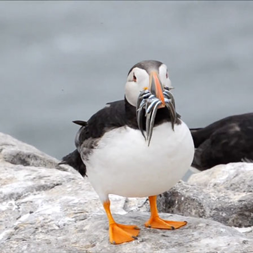 Bekijk wildcams over de hele wereld