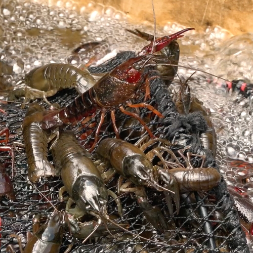 Kreeftencollector vangt honderden kilo's Amerikaanse rivierkreeft