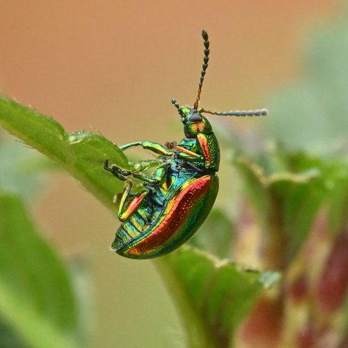 Afbeelding van Dieren in alle kleuren van de regenboog