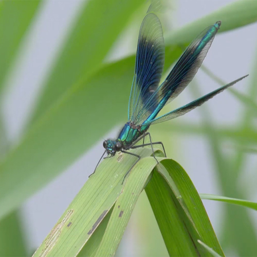 Libellen in het antenneveld