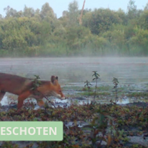 Reiger, lepelaar én vos op wildcamera