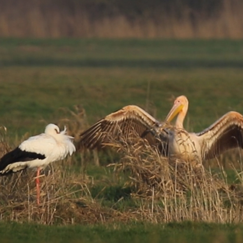 Roze pelikaan bij ooievaars | Zelf Geschoten