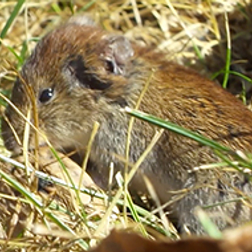 Rosse woelmuis knaagt op noot