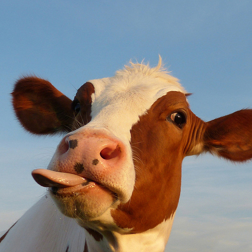 Koeien worden niet zeeziek