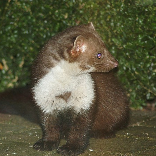 Steenmarter die CERN platlegde nu museumstuk