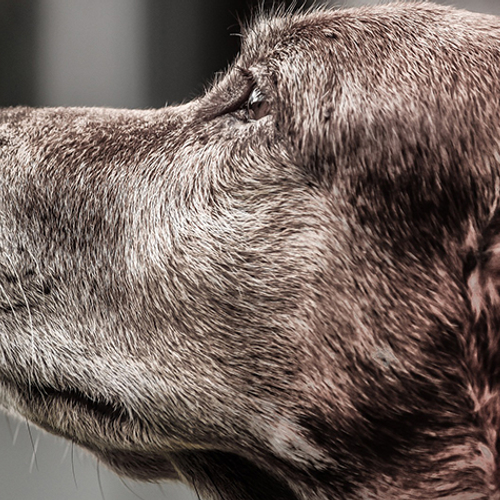 Politie redt vier honden uit hete aanhanger