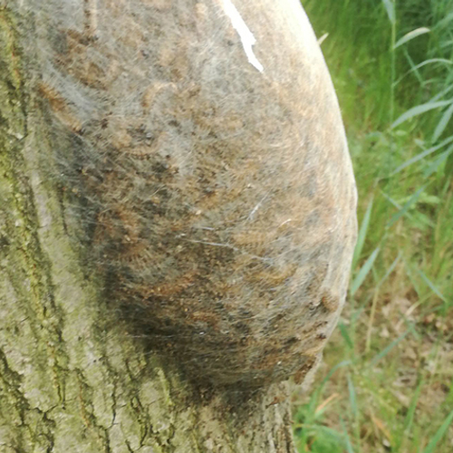 Aantal eikenprocessierupsen stijgt: wat betekent dat voor 2026?