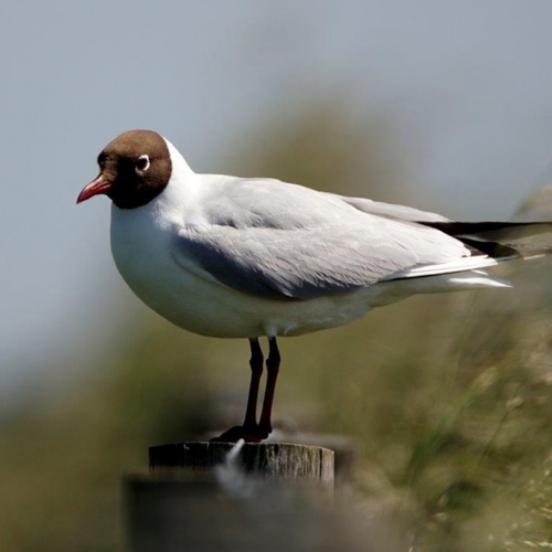 Vogelgriep breidt zich uit in Noord-Holland