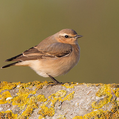 Terschelling tapuitenparadijs