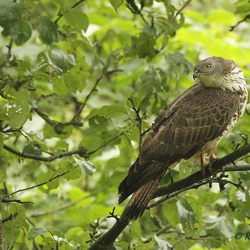 Jonge wespendieven in de boom