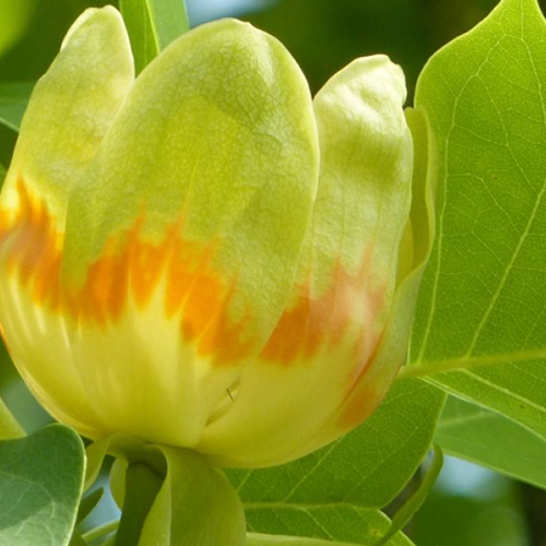 De tulpenboom van Jan Wolkers