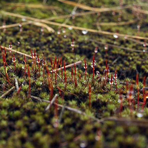 Bloeiend ruig haarmos