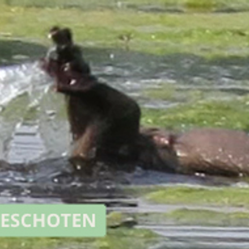 Jagende otter