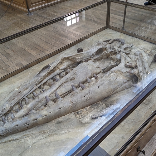 Afbeelding van Museum Maastricht wil mosasaurus terughalen uit Frankrijk