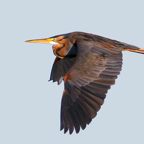 Vogeltrekjournaal: de trek van de purperreiger