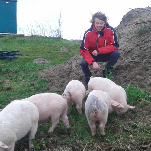 Eieren zoeken met varkens