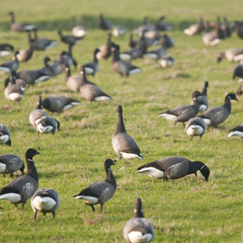 Welke zwart-witte gans zie ik?