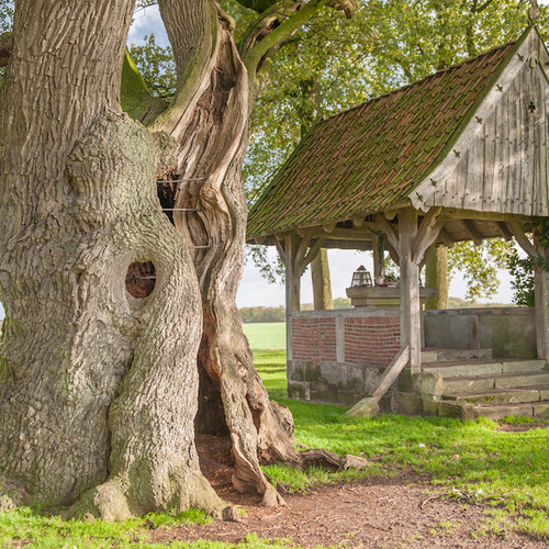 Verhaal van de Kroezenboom