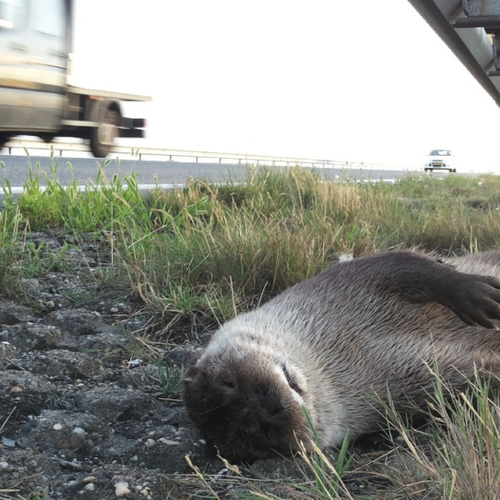 'Staat laat otters stikken'