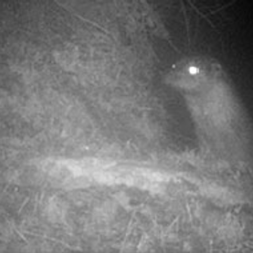 Een otter in de tuin