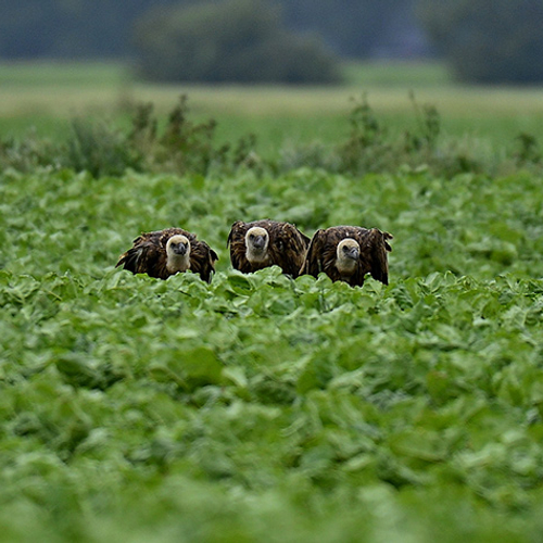 Vale gieren in Noord-Nederland