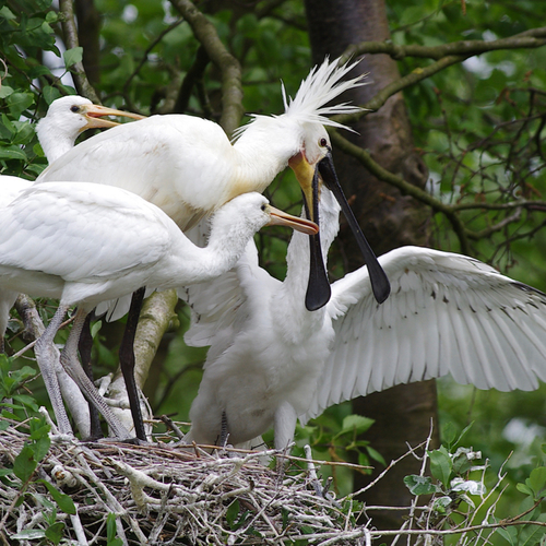 Lepelaar notoire vreemdganger