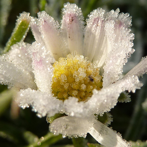 Plantenjacht in winter en zomer