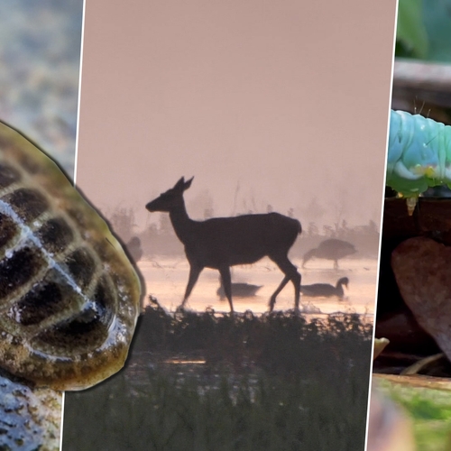 Afbeelding van Dartelend edelhert bij zonsopgang, keverslak en zwarte ruiters