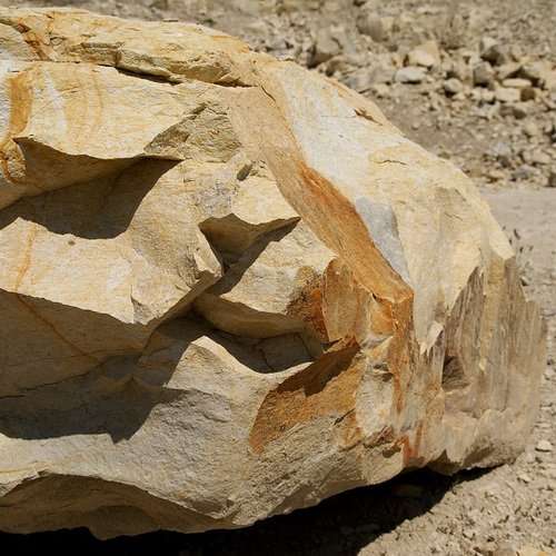 Versteend keverdekschild van 200 miljoen jaar