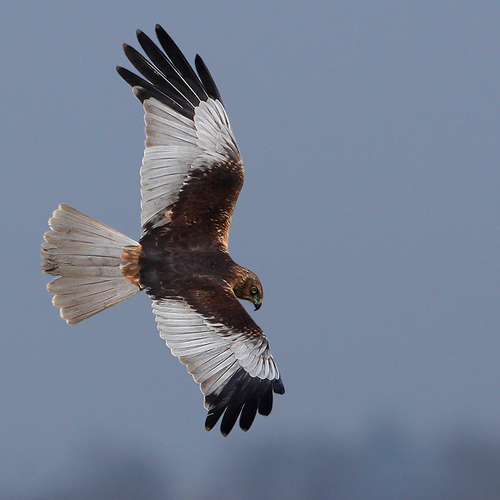 Kiekendievenvrouwtjes zorgen samen voor jongen