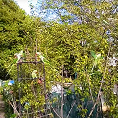 Alexanderparkieten in de moestuin