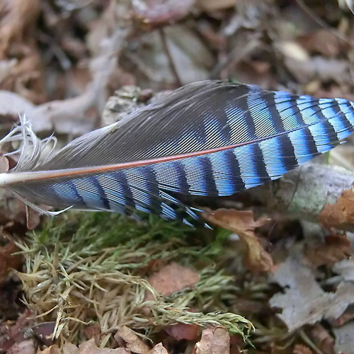 Kleurrijke vogelveren (fotoserie)