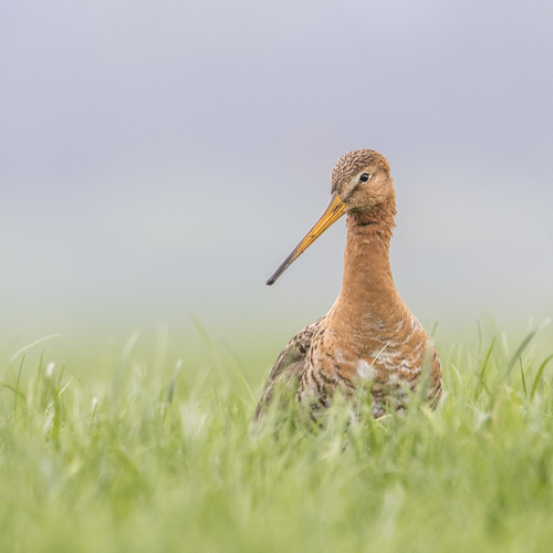 Zorgplicht voor weidevogels