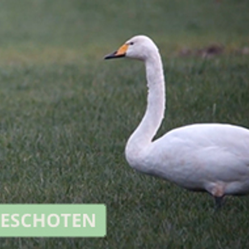 Familie wilde zwanen