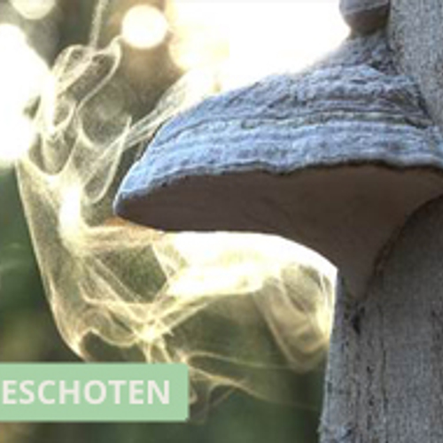 Winnaar Zelf Geschoten: tonderzwam laat z’n sporen los