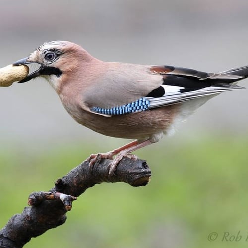 Afbeelding van VN top biodiversiteit, Vlaamse gaai en alle overige onderwerpen