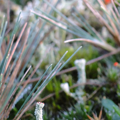 Planten verleiden bacteriën met geuren