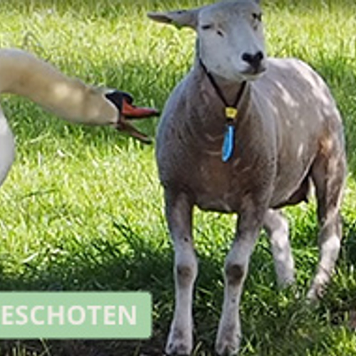 Winnaar Zelf Geschoten: zwaan valt schaap aan