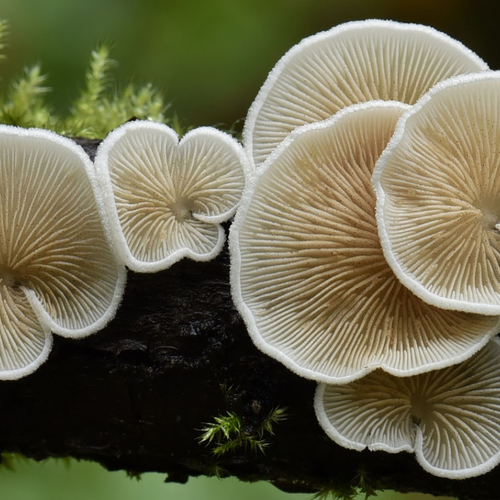 Paddenstoelen nemen toe door lagere stikstofuitstoot