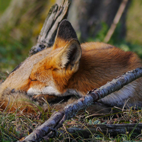 Slapende dieren, een rustgevende fotoserie