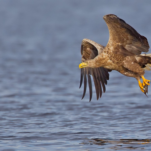 TV: zeearend en walvisbotten